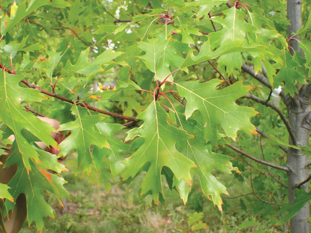 Untreated oak tree leaves