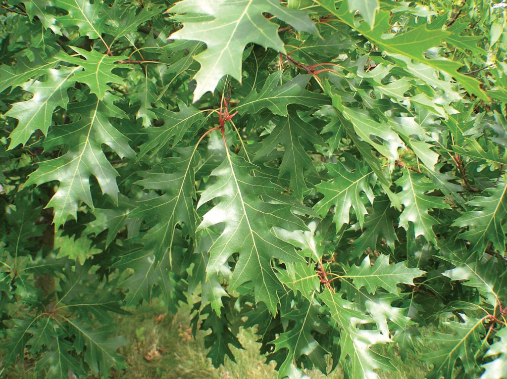 Oak tree leaves after treatment